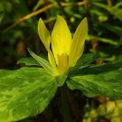 Yellow Trillium (1 Plant)
