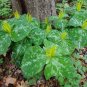 Yellow Trillium (1 Plant)