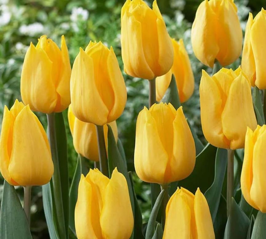 Yellow Tulip (1 Plant)