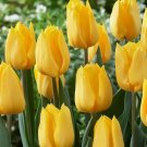 Yellow Tulip (1 Plant)