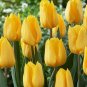 Yellow Tulip (1 Plant)