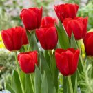 Red Tulips "seadov" (1 Plant)