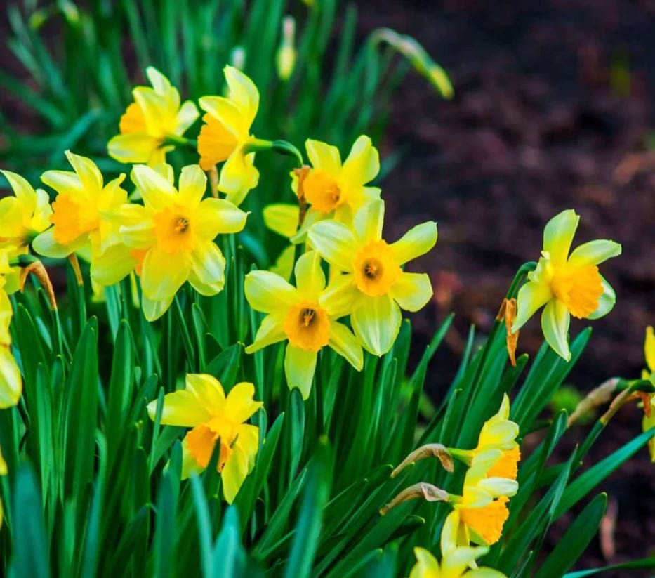 Daffodils (1 Plant)