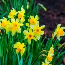 Daffodils (1 Plant)