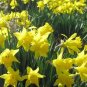 Daffodils (1 Plant)