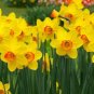 Daffodils (1 Plant)