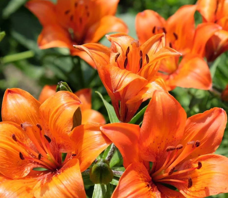 Orange Daylily (1 Plant)