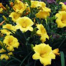 Stella De Oro Daylily (1 Plant)