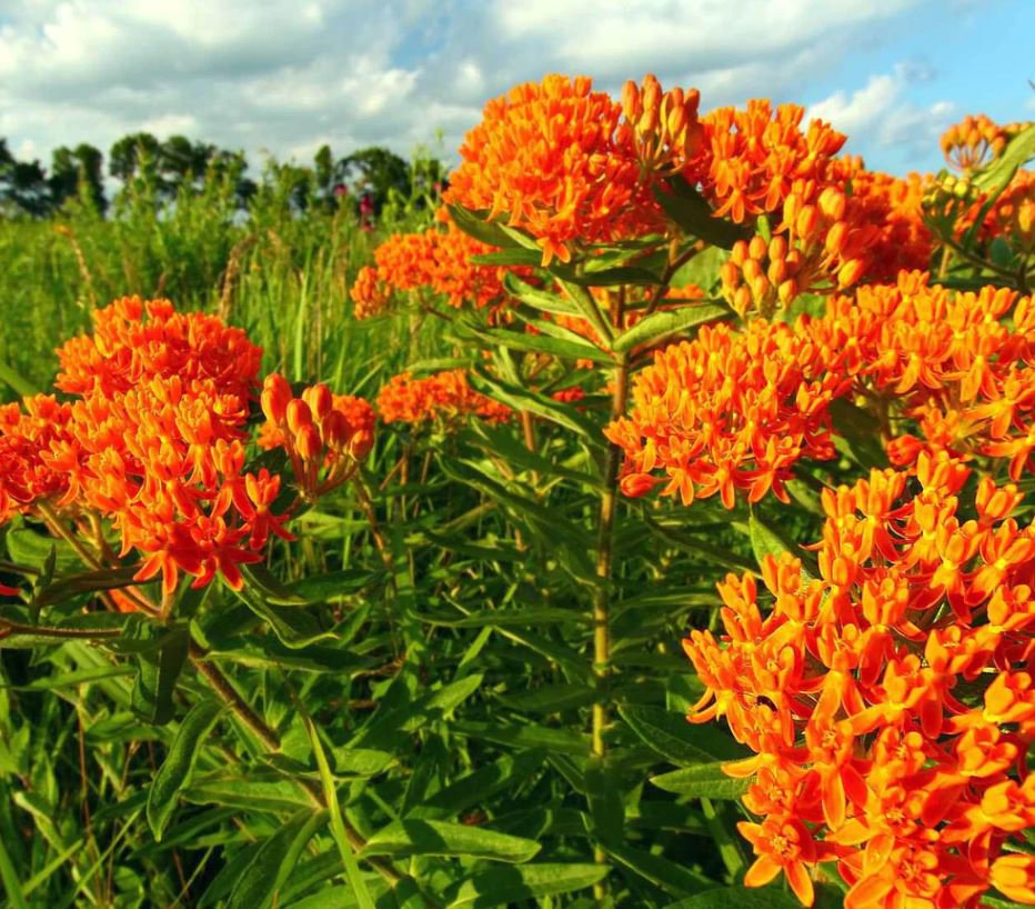 Butterfly Weed (1 Plant)