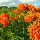 Butterfly Weed (1 Plant)