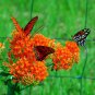 Butterfly Weed (1 Plant)