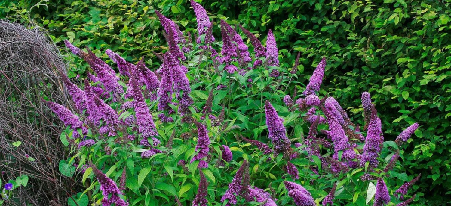 Butterfly Bush (1 Plant)