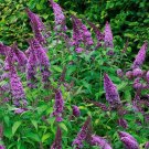 Butterfly Bush (1 Plant)