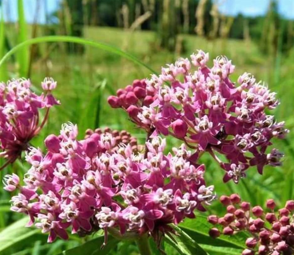 Milkweed Plant (1 Plant)