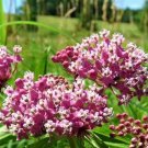 Milkweed Plant (1 Plant)