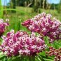 Milkweed Plant (1 Plant)