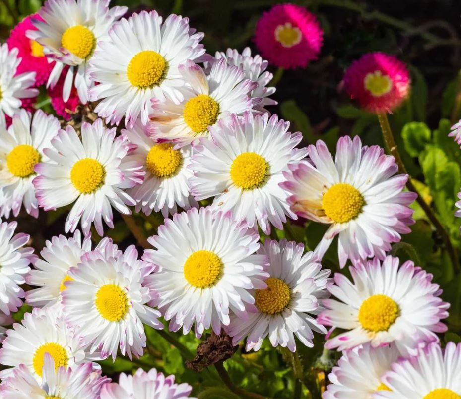 Shasta Daisy (1 Plant)