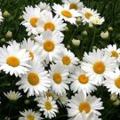 Oxeye Daisy (1 Plant)