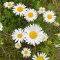 Oxeye Daisy (1 Plant)