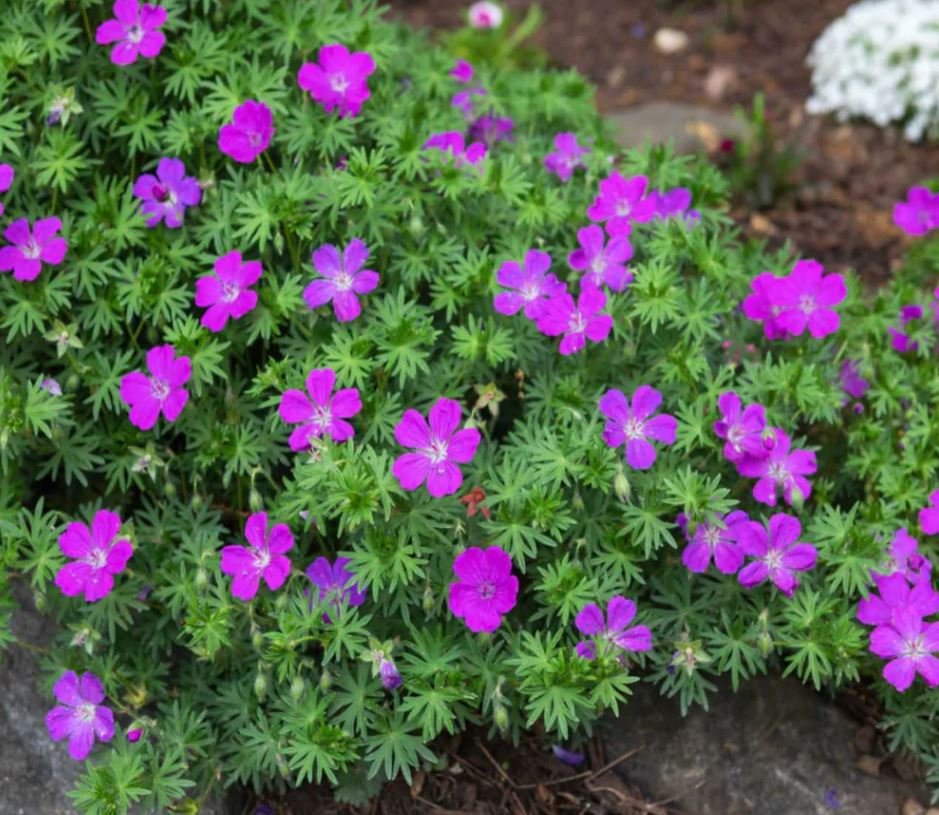 Geranium Maculatum (1 Plant)