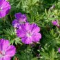 Geranium Maculatum (1 Plant)