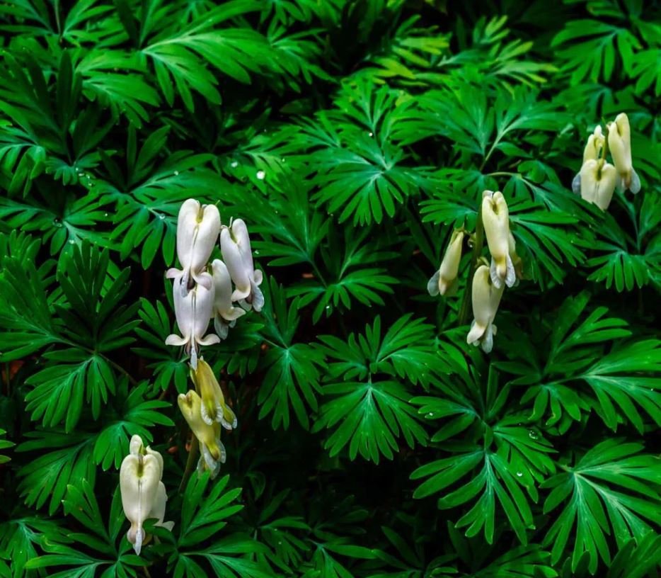 Squirrel Corn (1 Plant)