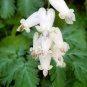 Squirrel Corn (1 Plant)