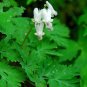 Squirrel Corn (1 Plant)