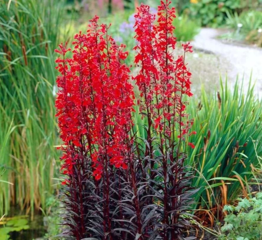 Red Cardinal Flower (1 Plant)