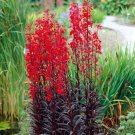 Red Cardinal Flower (1 Plant)