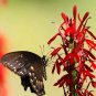 Red Cardinal Flower (1 Plant)