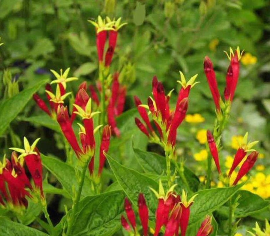 Indian Pink Plant (1 Plant)
