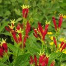 Indian Pink Plant (1 Plant)