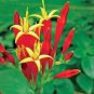 Indian Pink Plant (1 Plant)