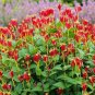 Indian Pink Plant (1 Plant)