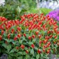 Indian Pink Plant (1 Plant)