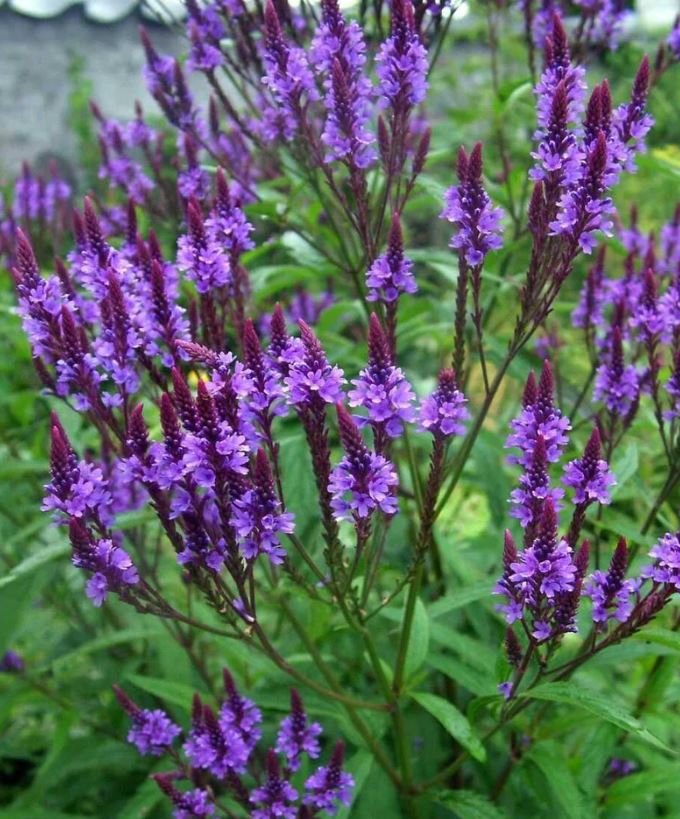 Blue Vervain (1 Plant)