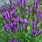 Blue Vervain (1 Plant)