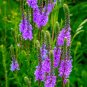 Blue Vervain (1 Plant)
