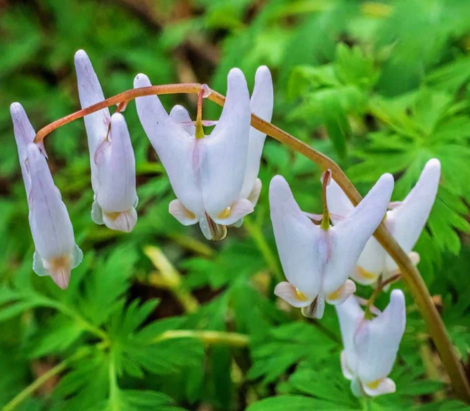 Dutchmans Breeches (1 Plant)
