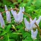 Dutchmans Breeches (1 Plant)