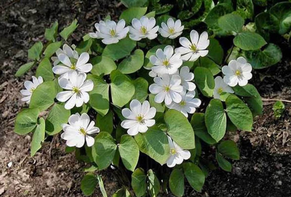 Twinleaf (1 Plant)