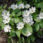 Twinleaf (1 Plant)