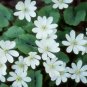 Twinleaf (1 Plant)