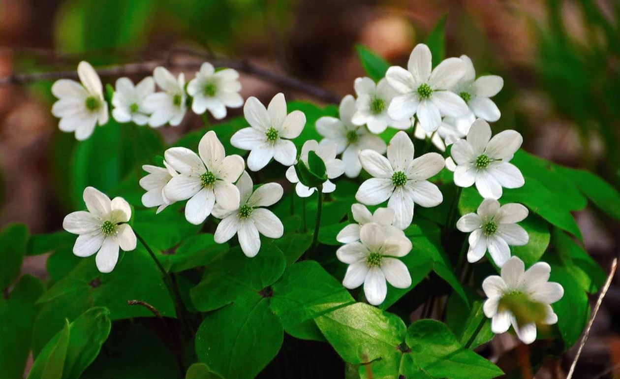 Hepatica Plant (1 Plant)