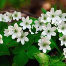 Hepatica Plant (1 Plant)