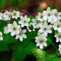 Hepatica Plant (1 Plant)