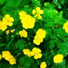 Creeping Buttercup (1 Plant)