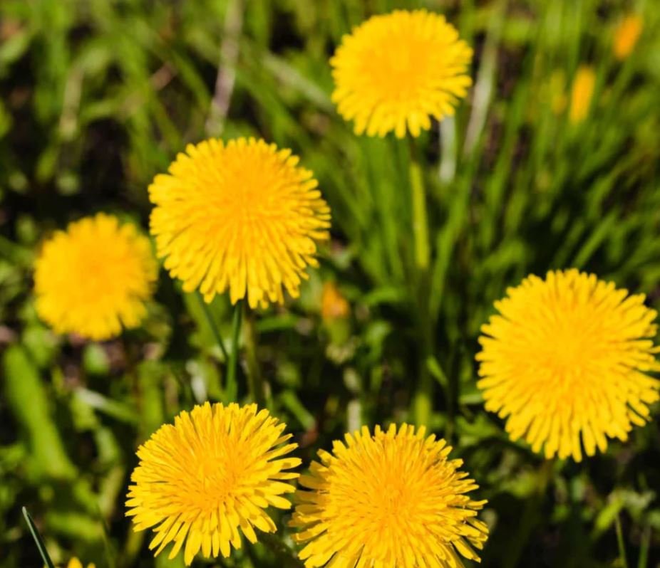 Dandelion Plant (1 Plant)