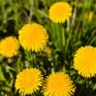 Dandelion Plant (1 Plant)